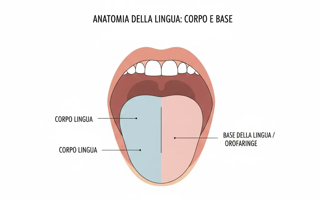 Anatomia della lingua: differenza tra corpo della lingua (lingua mobile) e base della lingua (orofaringe) - classificazione tumore linguale
